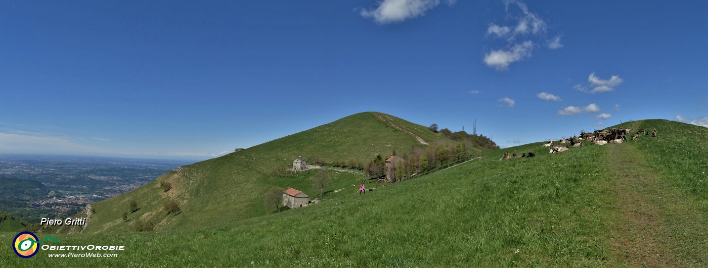 37 Capre orobiche in siesta mattutina con vista in Linzone.jpg